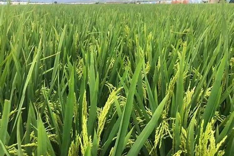 芸苔素和磷酸二氢钾都有什么效果,它们可以混用吗