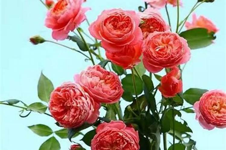 月季花小苗怎么施肥