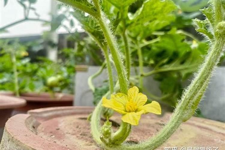 种植西瓜,主要步骤是什么？
