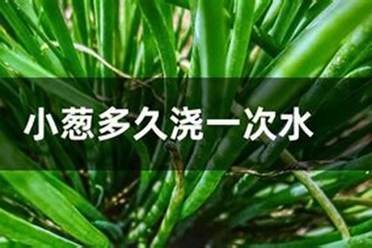 小葱移栽后多久施肥