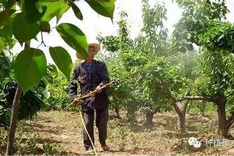 氮磷钾三种肥对植物的作用是什么？如何使用？