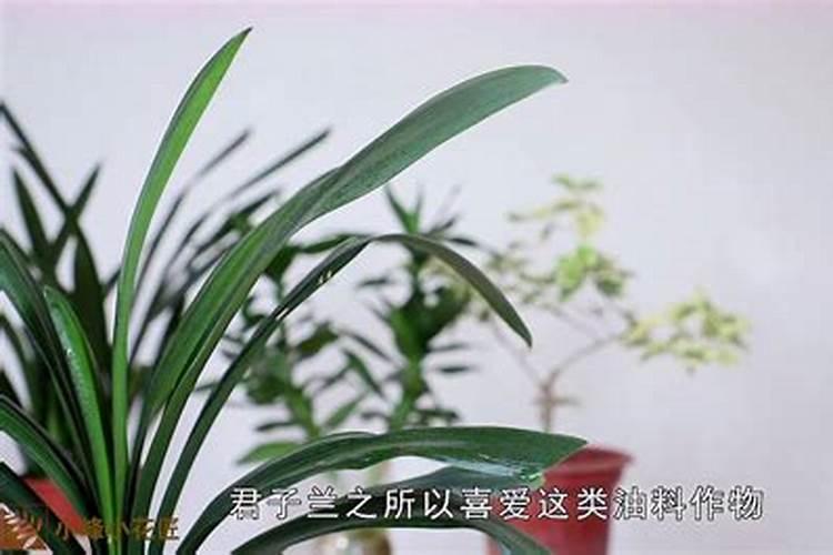 磷酸二氢钾是喷叶好还是灌根好？