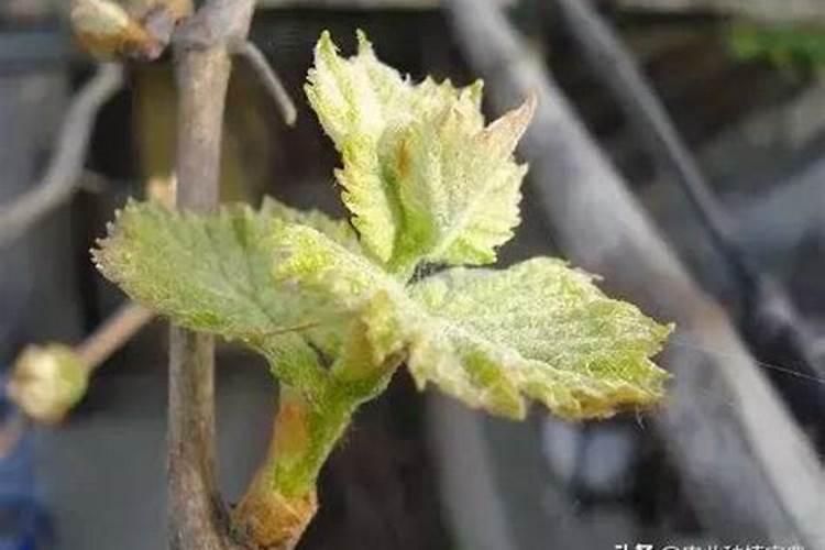水稻纹枯病用什么药好？