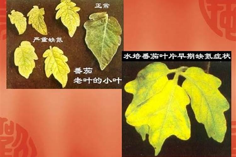 红薯的施肥方法？