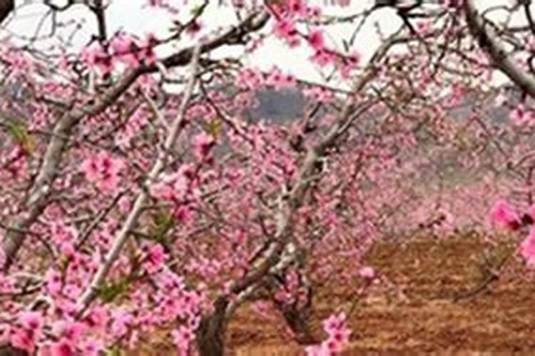 桃树施肥的最佳时间 桃树什么时候施肥最好