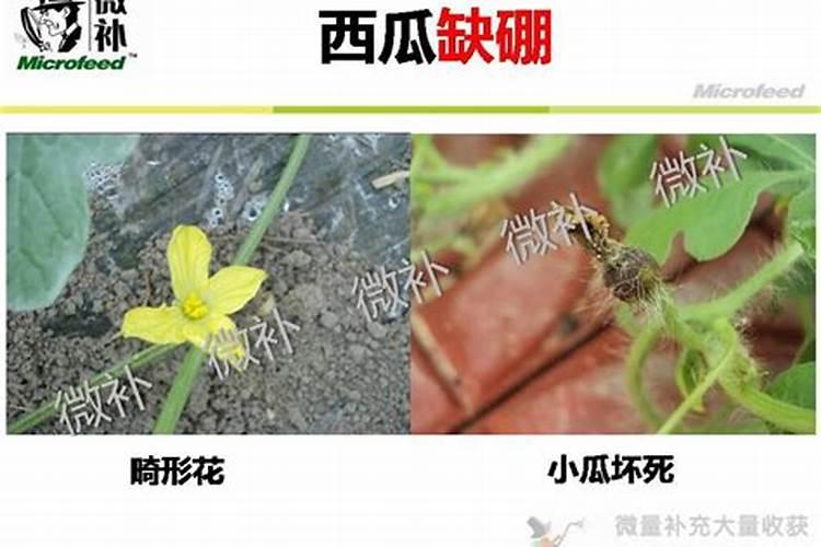 蔬菜种植缺硼有什么症状？如何正确补硼？