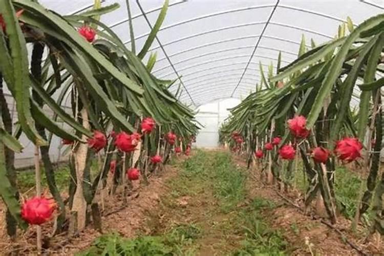 火龙果用什么肥料最好