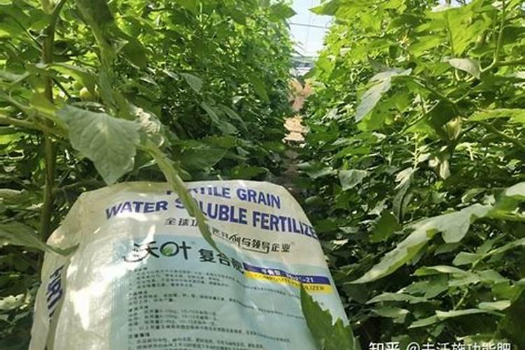 水稻什么时候用叶面肥？