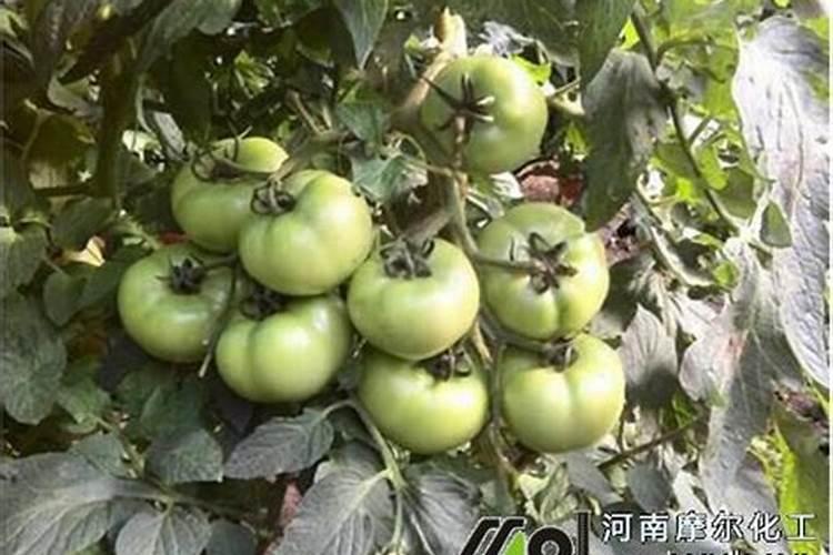 多肉氮肥多久施一次 多久施一次多肉氮肥最好？