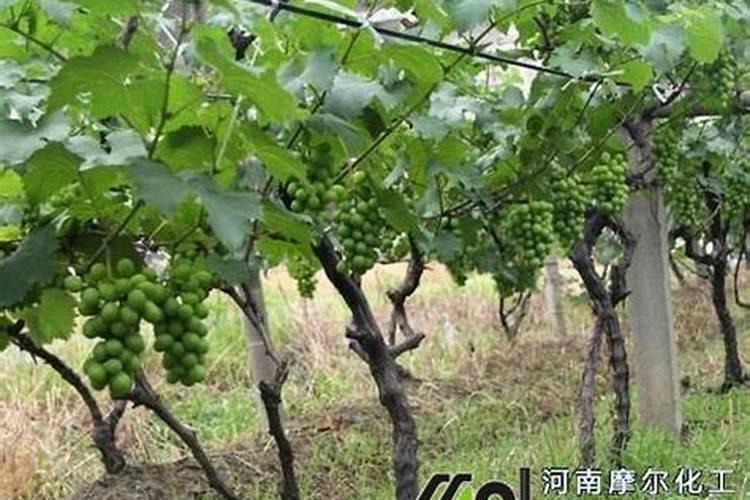 第一年葡萄小苗施什么肥(刚种葡萄苗用什么肥料长得快)