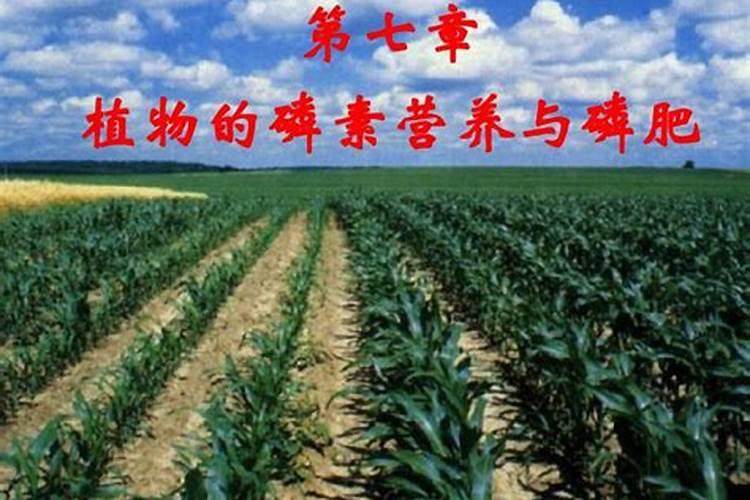 绿化树木施什么肥好