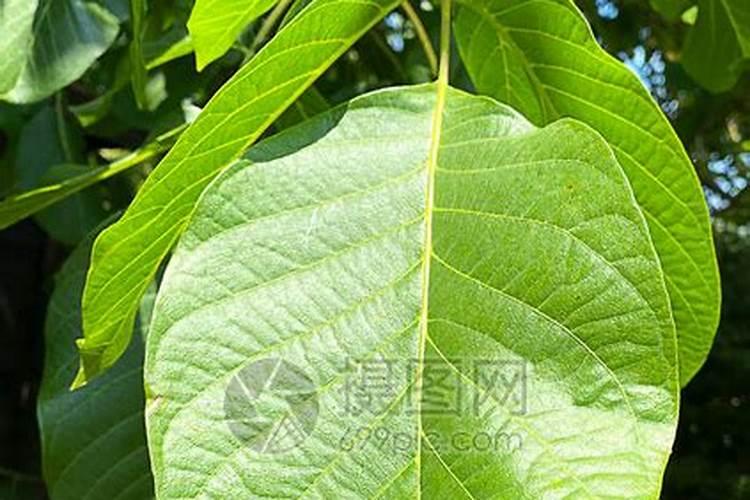怎样给核桃树叶面喷肥？
