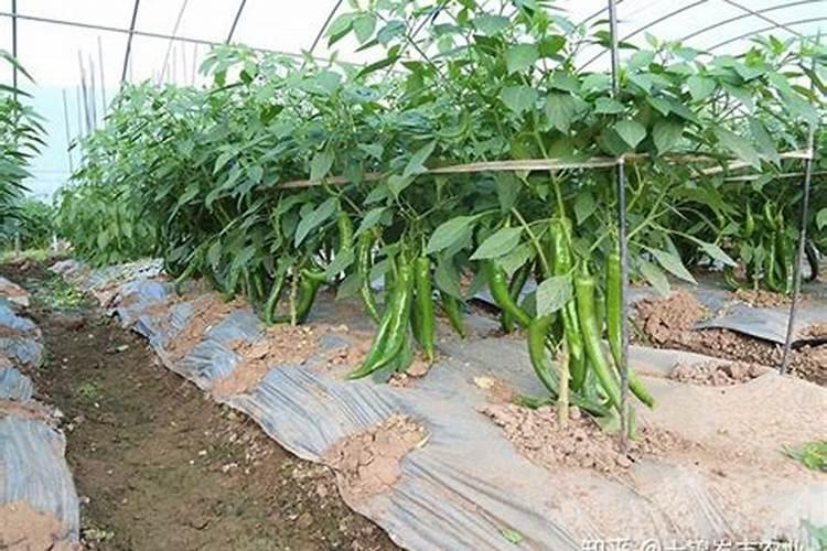 辣椒种植怎样用水溶肥