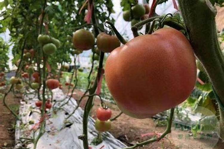 西红柿种植用什么肥