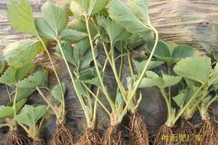 葡萄施肥距离根部多远,施肥的位置和深度