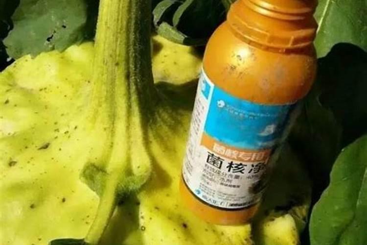 葵花底肥放什么肥好(底肥施用方法)