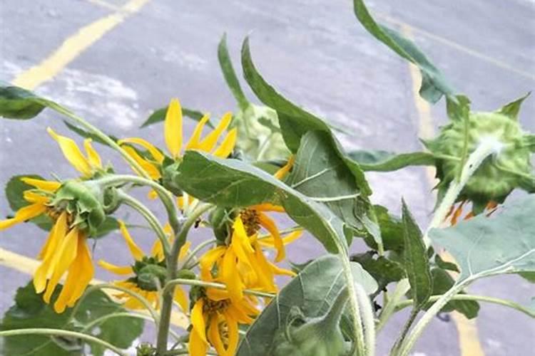 种葵花需用什么化肥？