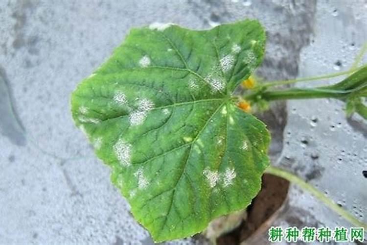 黄瓜上用什么叶面肥好