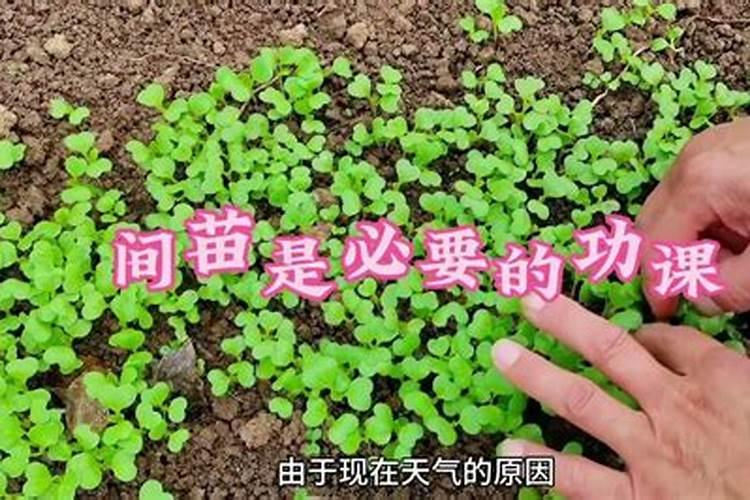 一升水放几粒尿素浇花