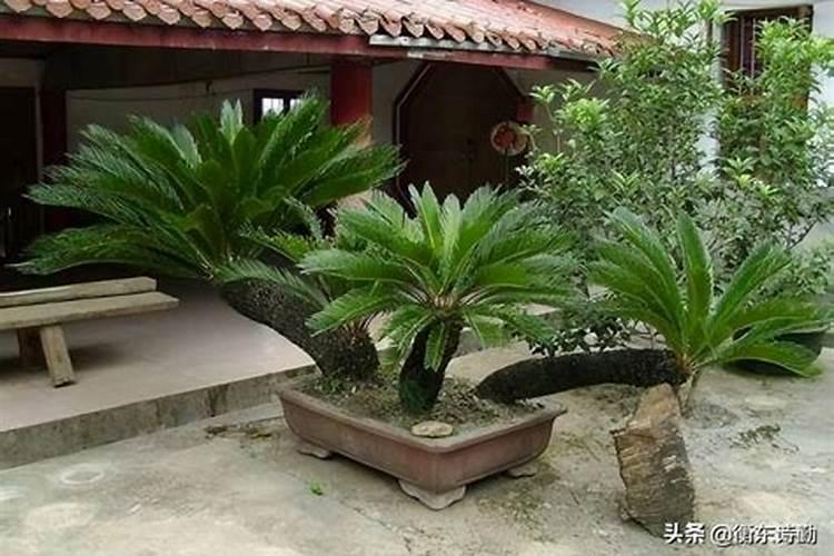 矿源黄腐酸钾在葡萄上什么时候用好？多久冲施一次促果增产