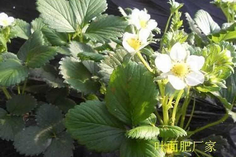 急急急急 请问 草莓花期可以喷施叶面肥吗？