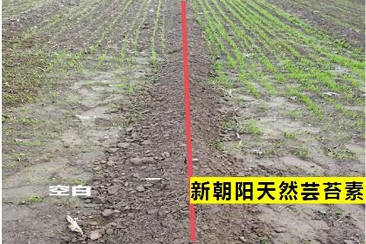 芸苔素对小麦起什么作用