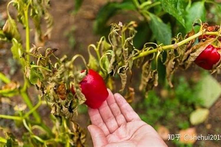 辣椒喷什么叶面肥结果多,多久喷一次