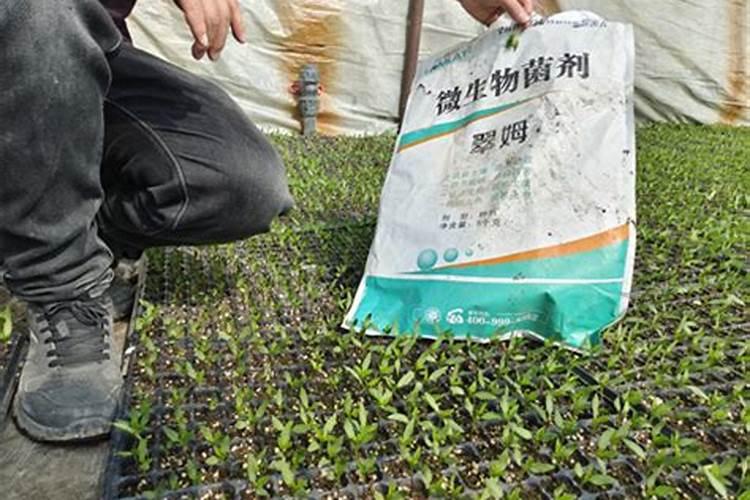 想要辣椒高产怎么施肥(辣椒怎样追肥能结果产量高)