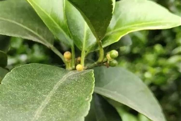 膨果期能打芸苔素吗