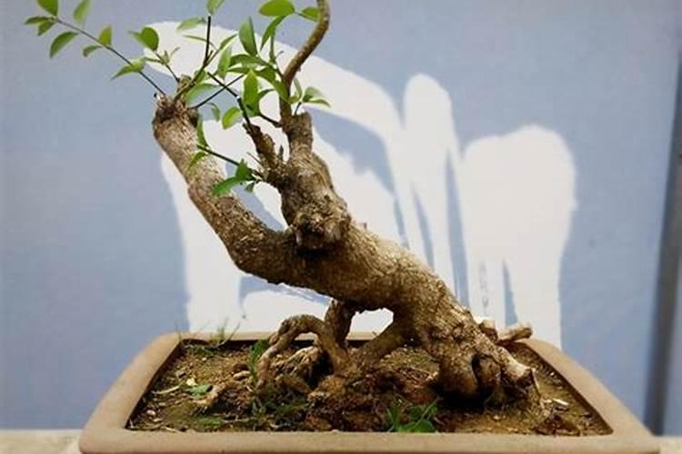 西瓜挂果后施什么肥