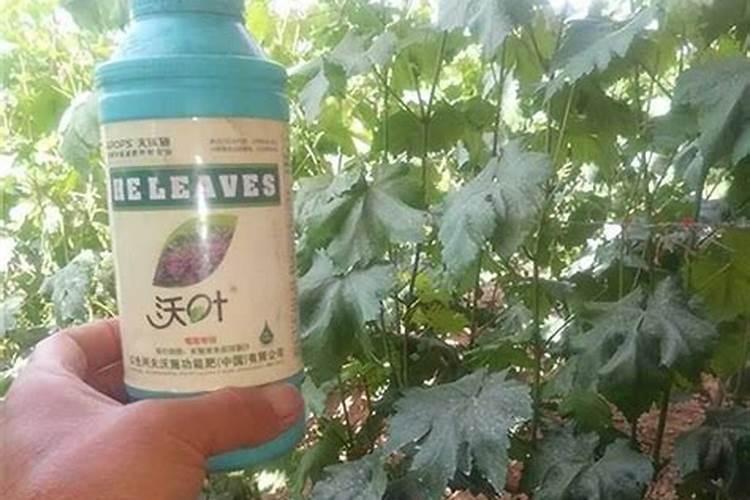 叶面肥磷酸二氢钾使用方法