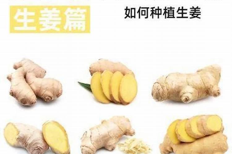生姜用什么肥料做底肥最佳 施肥要注意什么