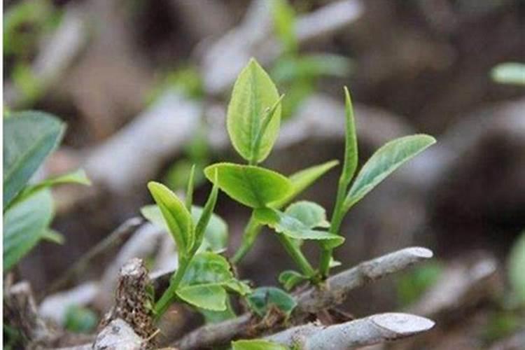 菠萝蜜园,苗有一米高,用什么除草剂最安全、不伤树苗呢？