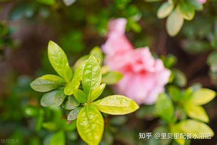 玉米用打叶面肥吗 使用注意事项有哪些
