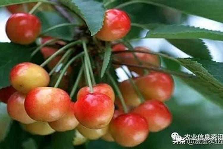 玉米用什么叶面肥好
