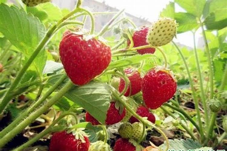 草莓追肥用什么肥料最好