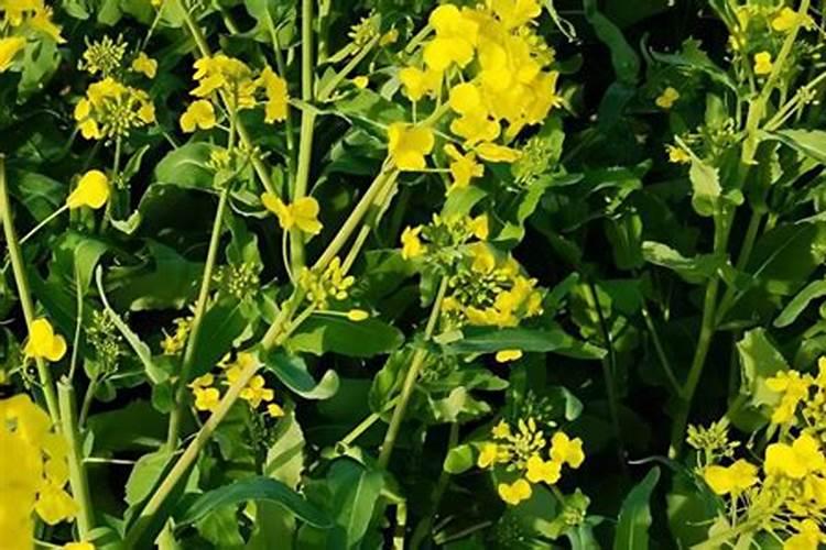 油菜如何喷施硼肥？油菜施硼肥注意事项？