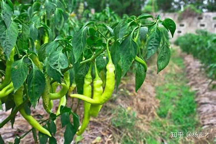 辣椒前期用什么肥料最好