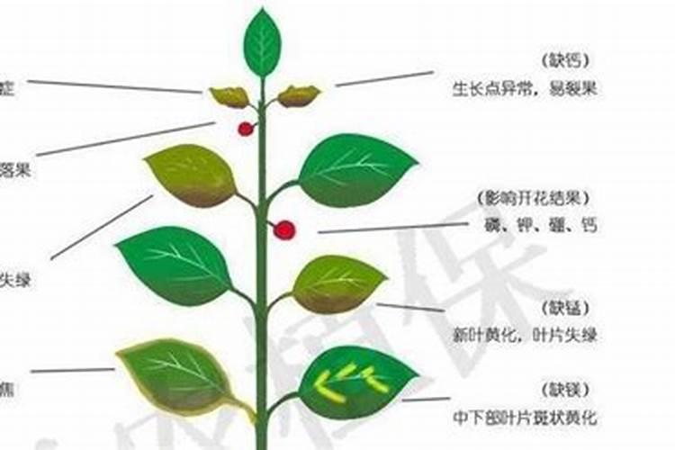 流体硼最佳搭配方法