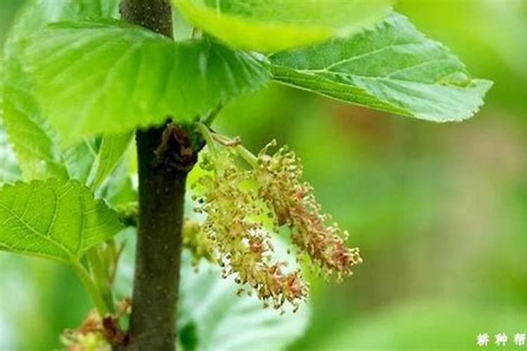 茶花叶子掉光了,还能救活吗？