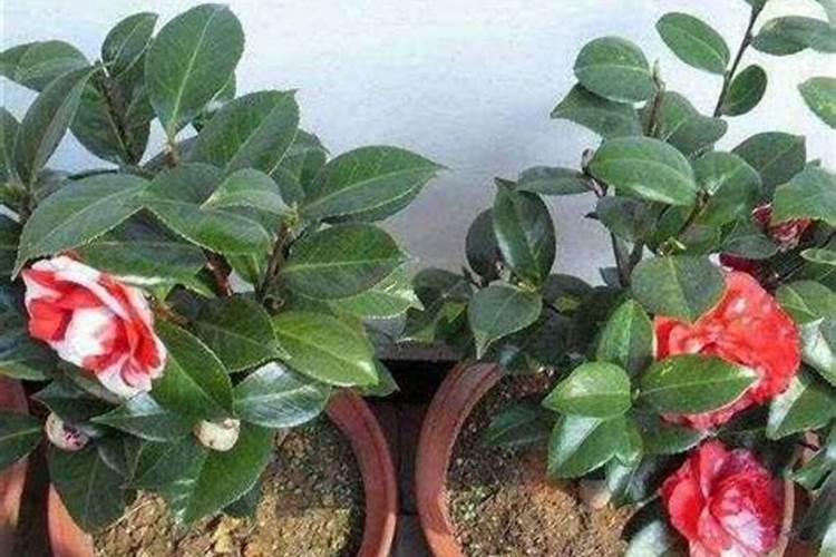 茶花掉叶子是怎么回事,茶花掉叶子的原因及解决方法