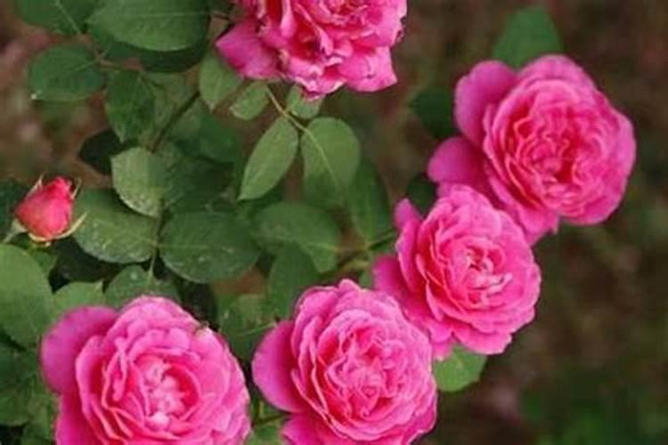茶花掉叶子怎么办 茶花掉叶子该怎么办