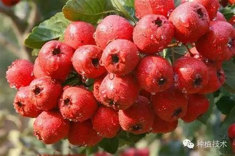 硼肥的10大禁忌