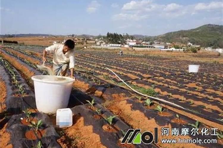 尿素能做水溶肥吗