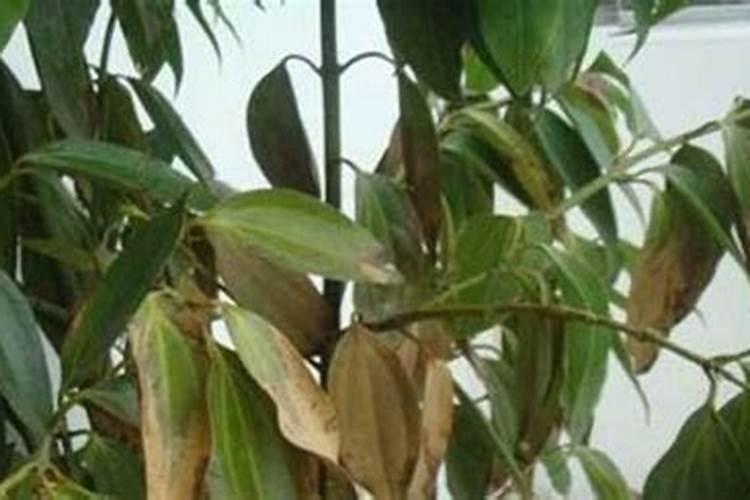 巧棵力水溶肥在芹菜上的效果如何？