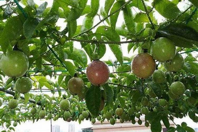 百香果施什么肥挂果多