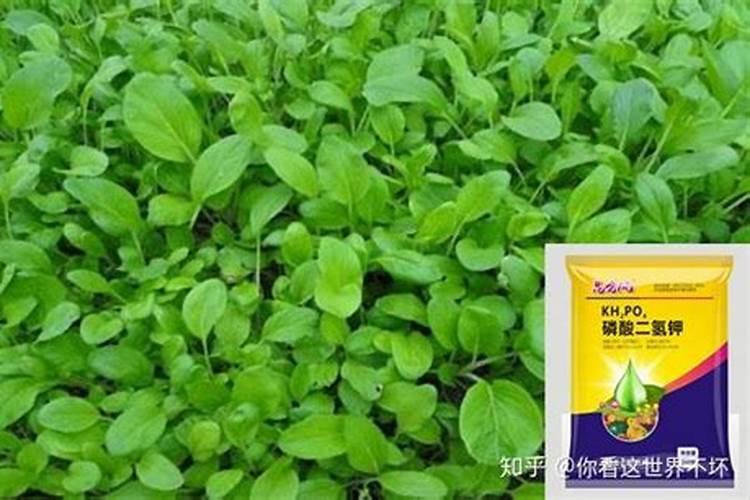 麦子追肥可以用叶面肥代替么