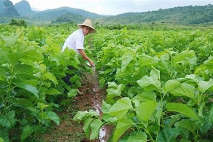 蔬菜叶面肥的使用技术及几种常用的追肥方法