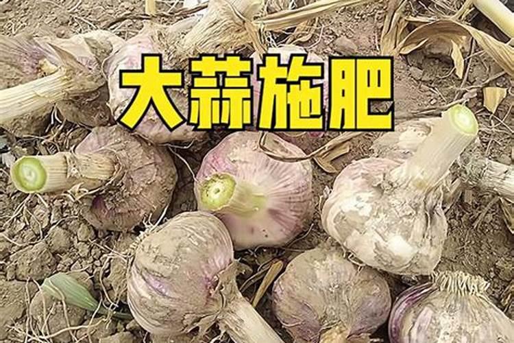 大蒜追肥用什么肥料