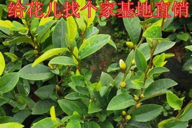 移植后塞药成功率大吗